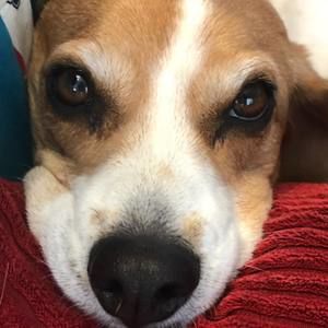 Meet your Posher, Gregory